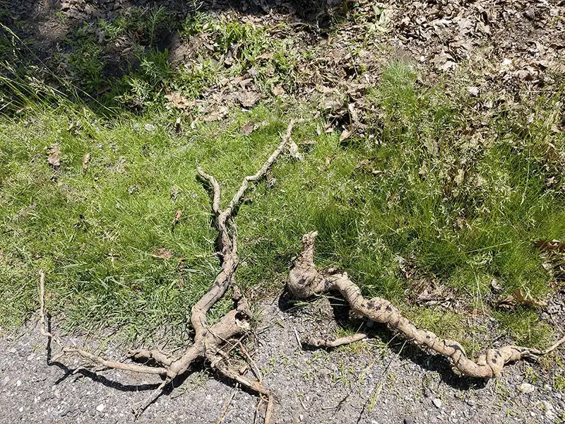 Large poison ivy root system dug out of the ground
